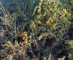 Nitraria billardierei
