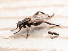 Sphaerocera curvipes