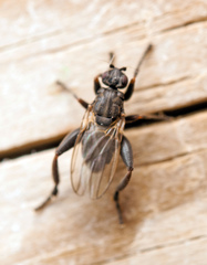 Sphaerocera curvipes