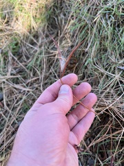 Apocynoideae