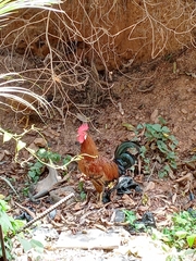 Gallus gallus domesticus