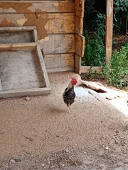 Gallus gallus domesticus