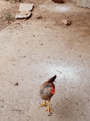 Gallus gallus domesticus