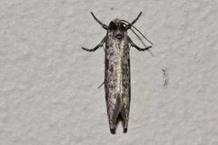Lepidoscia annosella