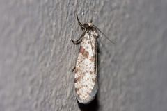 Lepidoscia annosella