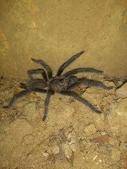 Chilobrachys