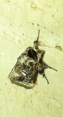 Ecnomoctena