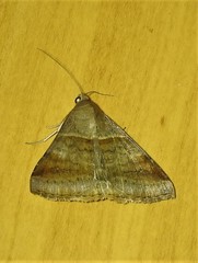 Mocis trifasciata