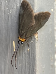 Pollanisus subdolosa