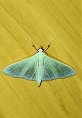 Stemorrhages amphitritalis