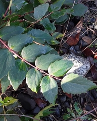Berberis nervosa