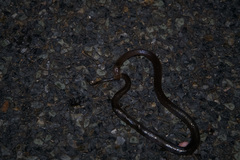 Cryptophis boschmai