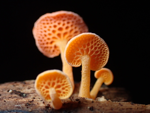 orange pore fungus