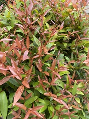 Syzygium myrtifolium