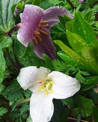 Trillium ovatum