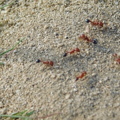 Pogonomyrmex
