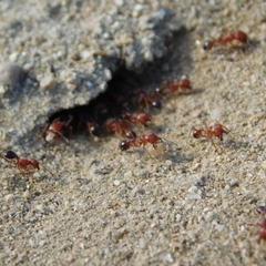 Pogonomyrmex