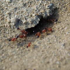 Pogonomyrmex
