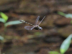 Hemicordulia intermedia