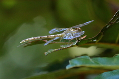 Hemigomphus comitatus