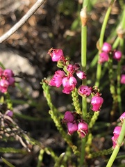 Erica rhopalantha