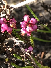 Erica rhopalantha