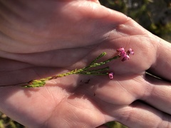 Erica rhopalantha