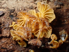 Xeromphalina leonina
