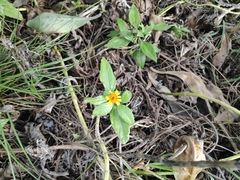 Wollastonia biflora