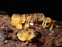 Xeromphalina leonina