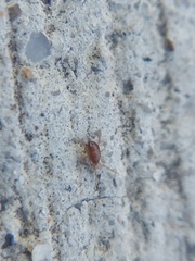 Acari