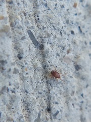 Acari