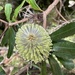 Banksia oblongifolia - Photo (c) jen_w1, algunos derechos reservados (CC BY-NC)