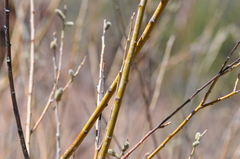 Salix monticola