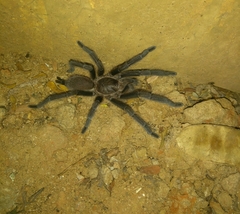 Chilobrachys