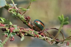 Calomela parilis