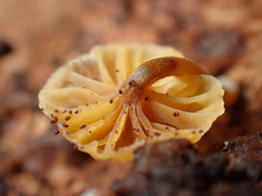Xeromphalina leonina