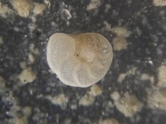 Cibicidoides dispars