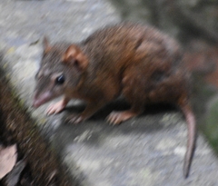 Antechinus godmani