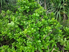 Excoecaria agallocha