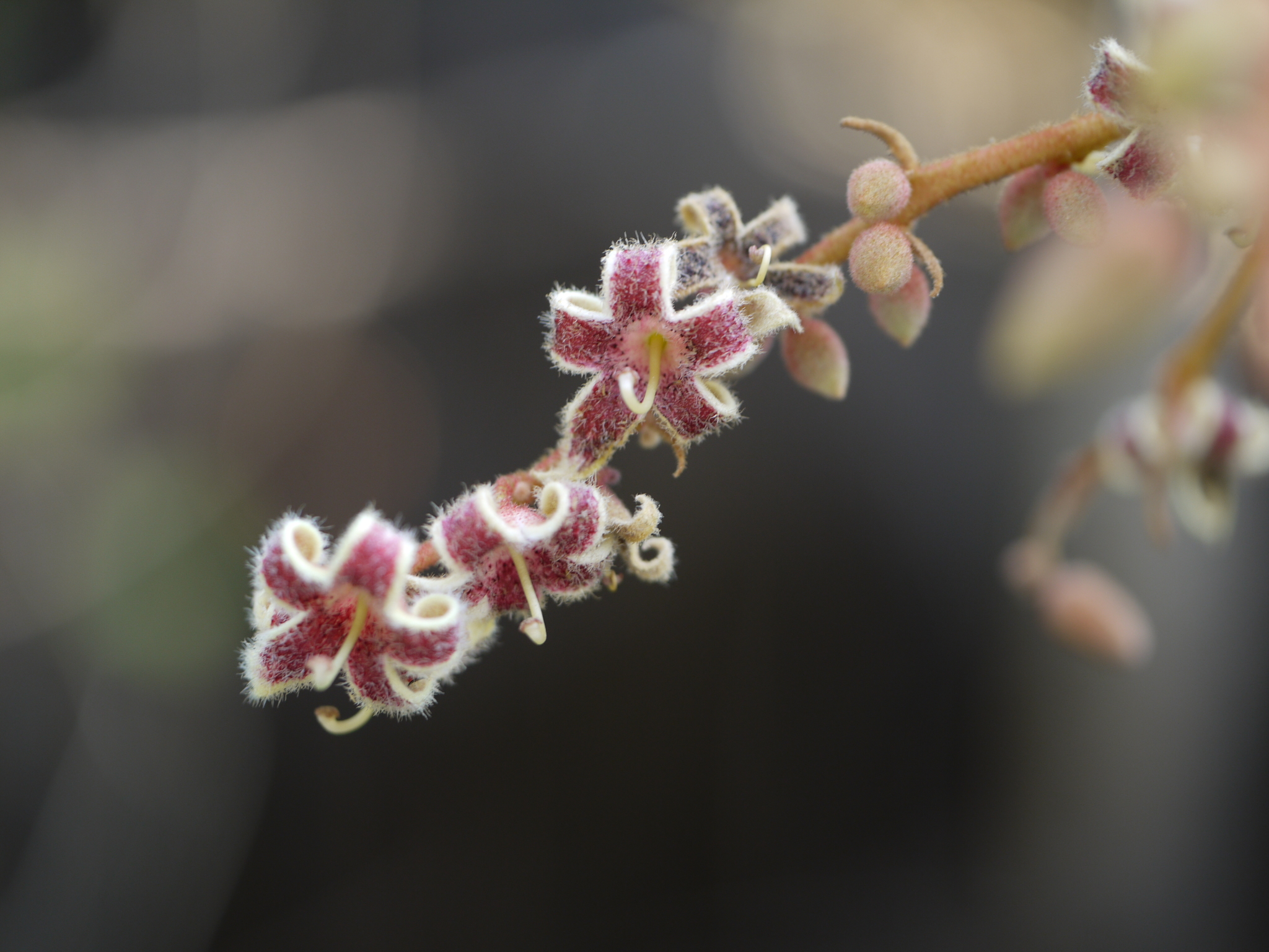 Sterculia guttata Roxb.