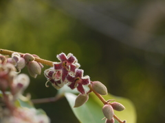 Sterculia guttata