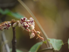 Sterculia guttata