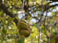 Sterculia guttata