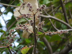 Sterculia guttata