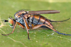 Dolichopus ungulatus