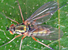 Dolichopus ungulatus