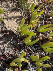 Carpobrotus virescens