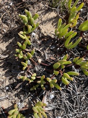 Carpobrotus virescens