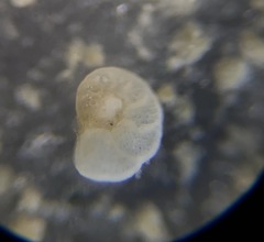 Cibicidoides dispars